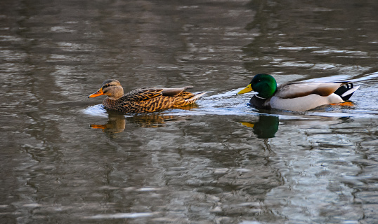 Sexual behavior of ducks The mallard (Anas platyrhynchos)