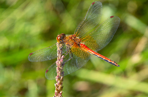 Red dragonfly on branch close-up on green background. Summer season meadow.