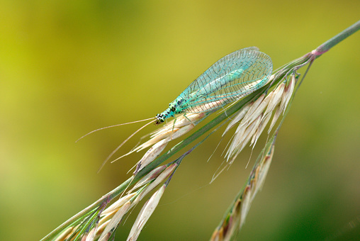 Gorgeous green lacewing on a grass stem close-up, light blurred background. Insects of the large family Chrysopidae of the order Neuroptera.