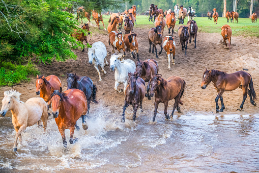 Running of the Horses is a horse muster at Glenworth Valley on the Central Coast Hinterland in NSW, Australia.