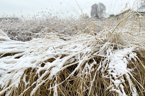 Golden dried grasses in a field of white snow with overcast sky and copy space