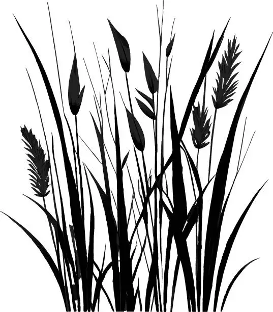 Vector illustration of Image of a silhouette  reed  or bulrush on a white background.Monochrome image of a plant on the shore near a pond.
Isolated vector drawing.