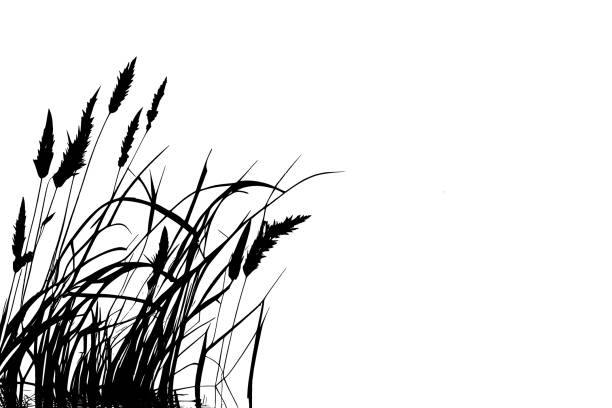 ilustrații de stoc cu tipări - necultivat