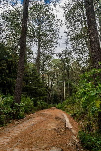 La malinche tlaxcala woods lanscape