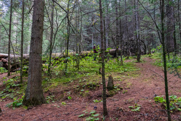 istock La malinche tlaxcala woods lanscape 1988834202