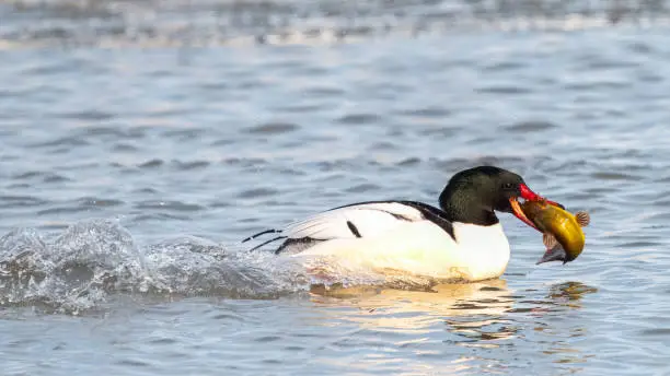 Male common Merganser swimming with a fish
