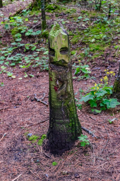 istock Weird cool tree trunk at la Malinche forest, Mexico 1988835266