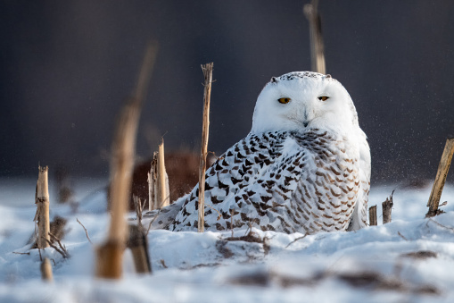 Snowy Owl perched in corn stubble