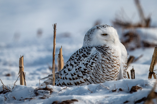 Snowy Owl close up on the ground