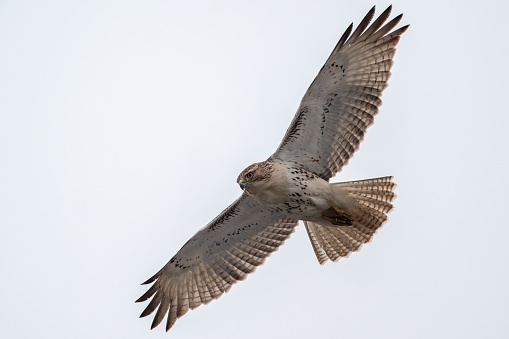 Redtail hawk hunting with wings outstretched