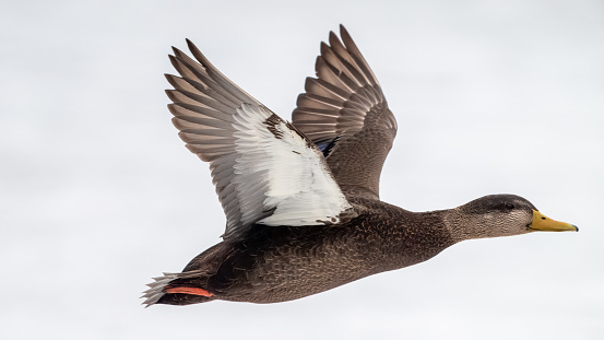 Male American black duck in flight