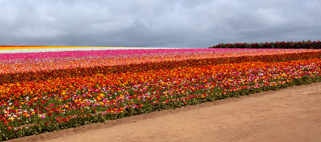 Field of multi-colored ranunculus flowers in southern California United States
