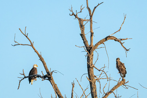 Two eagles sitting in tree