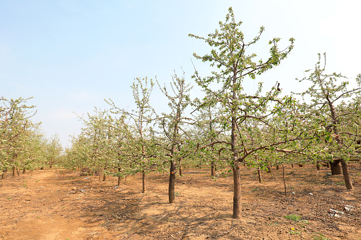 The thriving apple trees are in an orchard in North China