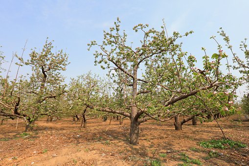 apple trees in an orchard in a garden