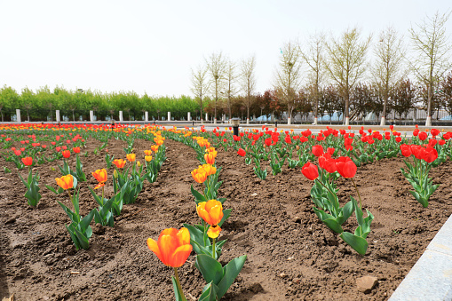 Tulips in full bloom in the park, North China