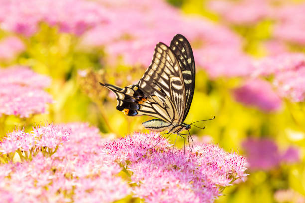 butterfly perching on a flower