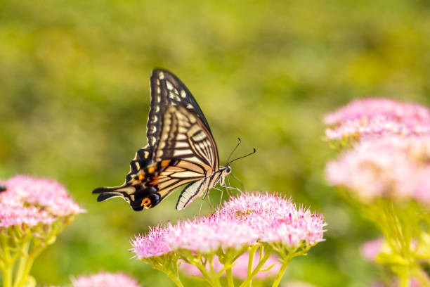Papilio xuthus Linnaeus, A butterfly is on a flower