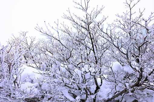 Horizontal closeup photo of a beautiful Alpine Snow Gum in the snow, Snowy Mountains, NSw