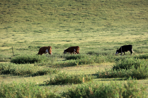 Cow running in meadow