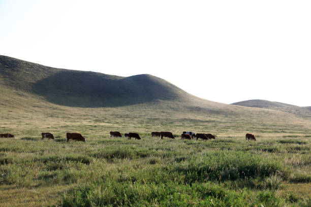 A herd of cattle was grazing on the prairie， Cows are grazing on the grassland
