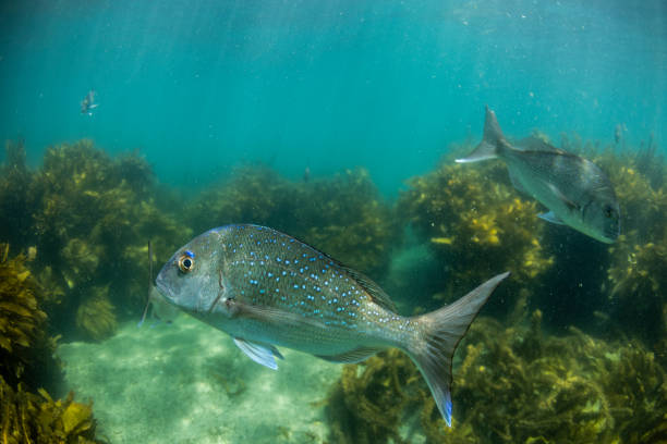 Wild Snapper thriving in NZ's first marine reserve, Goat Island which is just 2 hours drive northeast of Auckland.
