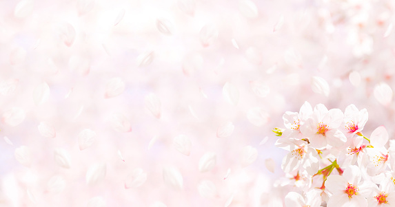 Image background material of cherry blossoms in full bloom and falling cherry blossom petals.