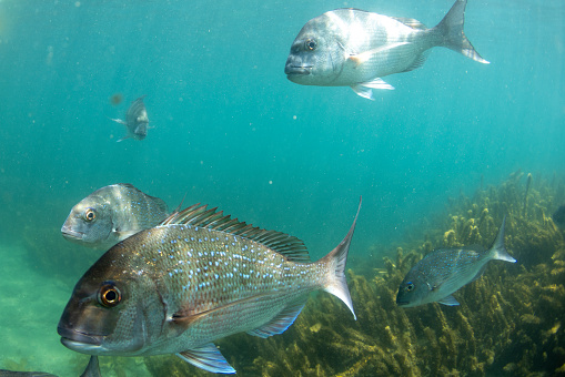 Wild Snapper thriving in NZ's first marine reserve, Goat Island which is just 2 hours drive northeast of Auckland.