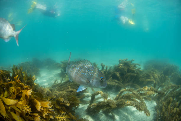 istock Snapper Fish, Goat Island Reserve, NZ 1988880024