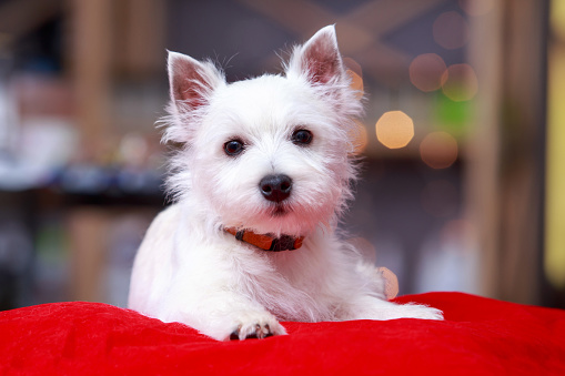 West Highland White Terrier dog is lying on red pillow