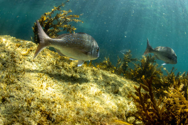 istock Snapper Fish, Goat Island Reserve, NZ 1988909240