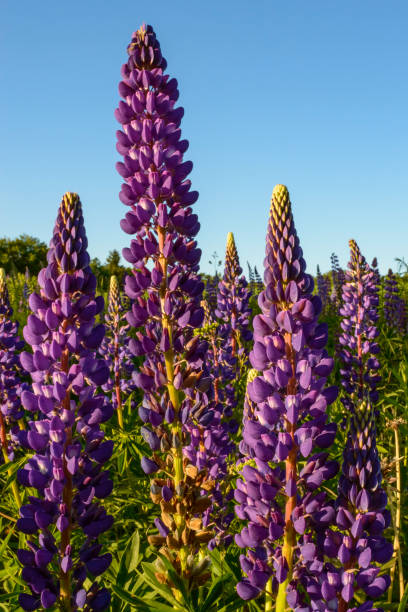 Colourful lupins in bloom -3 lupins in green meadow cavendish beach at prince edward island national park canada stock pictures, royalty-free photos & images