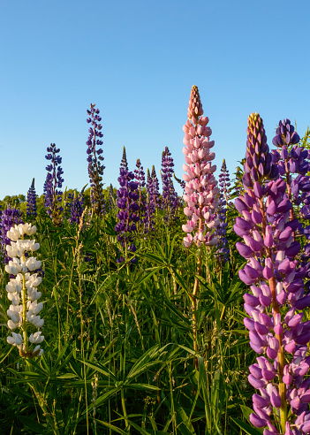 lupins in green meadow