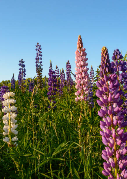 Colourful lupins in bloom -4 lupins in green meadow cavendish beach at prince edward island national park canada stock pictures, royalty-free photos & images
