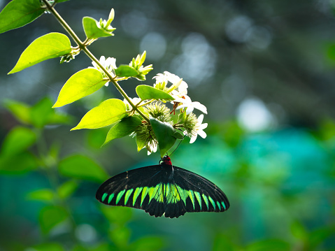 Beautiful  butterfly sitting on flower bed. Spring colored nature background. A purple flax flower blooms in a summer meadow. Springtime blossom scene.