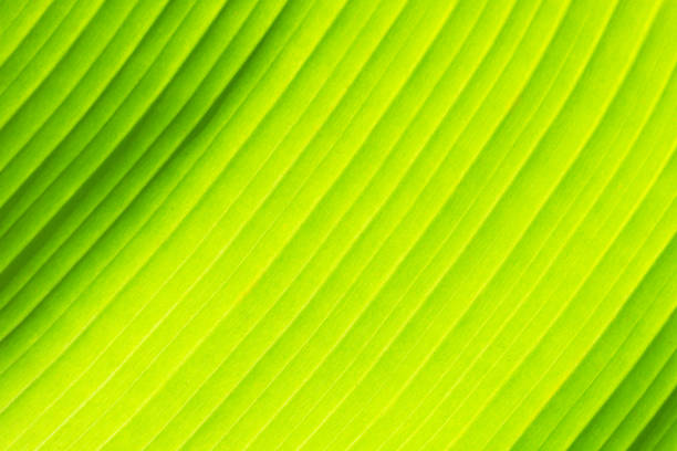 istock Soft sunlight through banana leaves. Green natural background 1988921059