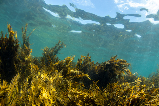 Seaweeds are among the world’s fastest growing plants. New Zealand Bladder kelp can grow as much as 60 cm a day and reach up to 45 meters in length. Many seaweeds only live, or only grow, for a single season.