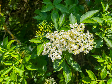 The detailed, bright white elderflowers stand out against the surrounding green leaves. This close-up image shows a beautiful spring scene.