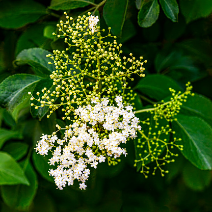 The detailed, bright white elderflowers stand out against the surrounding green leaves. This close-up image shows a beautiful spring scene.