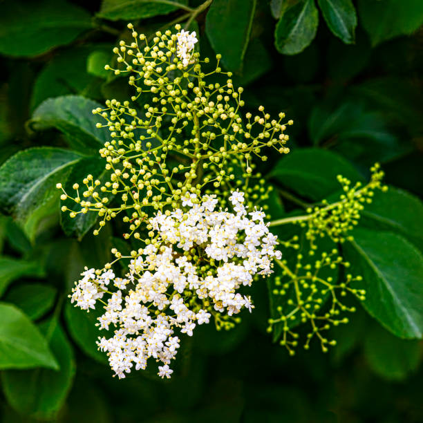 Bright white Elderberry flowers in front of vivid green leaves The detailed, bright white elderflowers stand out against the surrounding green leaves. This close-up image shows a beautiful spring scene. elderberry photos stock pictures, royalty-free photos & images