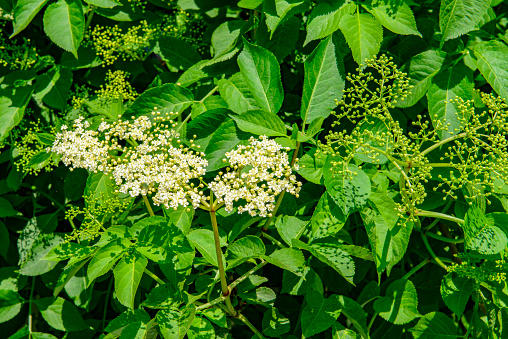The, bright white elderflowers stand out against the surrounding green leaves. This photo shows a beautiful spring scene.