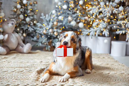 Portrait of a tricolor Australian Shepherd dog against a background of light fir trees and garlands of Christmas lights. Human hands are holding a gift, an animal is holding a gift in its teeth.