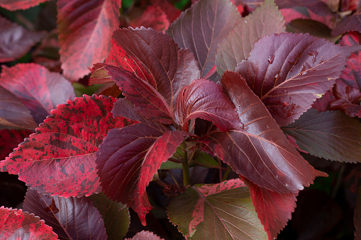 Red leaf Copperleaf or Acalypha wilkesiana or Mosaica ornamental house plant. background of red leaves