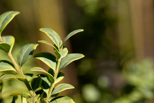 boxwood. Buxus sempervirens with yellow flowers. young boxwood leaves on a branch in early spring