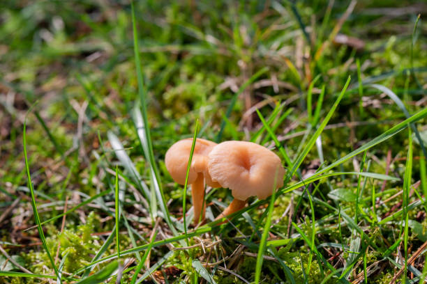 Edible mushrooms grow in green grass. Marasmius oreades in summer Edible mushrooms grow in green grass. Marasmius oreades. marasmius oreades mushrooms stock pictures, royalty-free photos & images