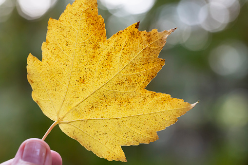 Selective focus - Liquidambar styraciflua autumn leaf in a woman's hand, blurred background - autumnal background