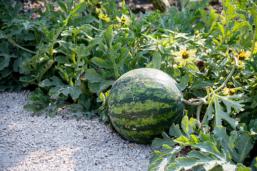 The amazing watermelon, still on the vine in the lush canadian garden, is looking large and ripe.