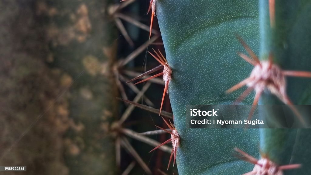 Cactus Texture Bottom Cactus Texture Stock Photo - Download Image Now - Saguaro Cactus ...
