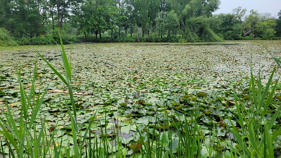 A tranquil pond blanketed with water lilies at the cusp of summer in Montreal, surrounded by lush greenery under an overcast sky.