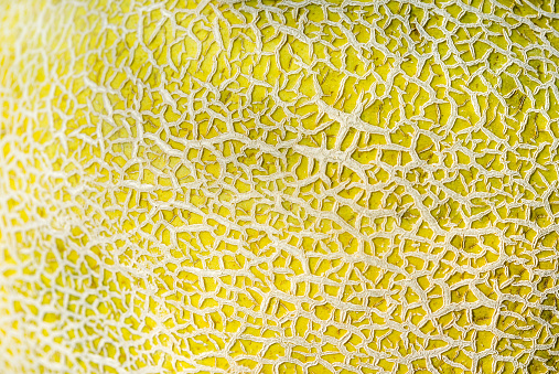 Curious and beautiful texture of the cantaloupe melon.